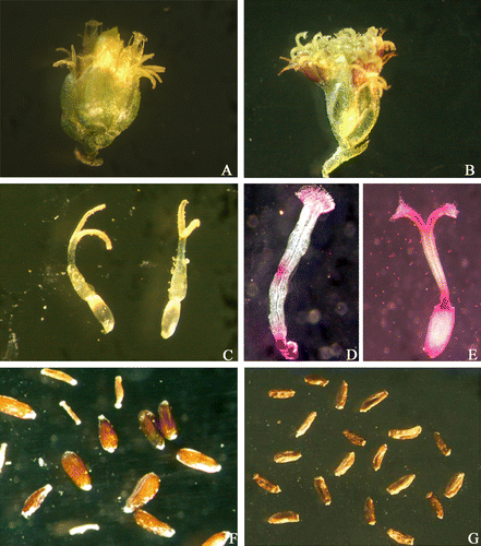 Figure 1. Flowers and seeds of A. nilagirica and A. scoparia. (A) Capitulum of A. scoparia; (B) capitulum of A. nilagirica; (C) ray florets of Artemisia; (D) sterile pistil of A. scoparia; (E) fertile pistil of A. nilagirica; (F) seeds of A. scoparia; (G) seeds of A. nilagirica.