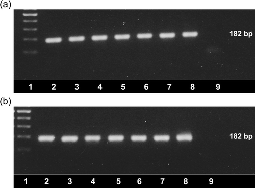 Figure 2.  Detection of ANV by the newly-developed RT-PCR. Amplicons (182 bp) were visualized using ethidium bromide staining and UV transillumination following agarose gel electrophoresis. 2a: Lane 1, 100 bp ladder; lanes 2 to 9, amplicons produced from RNA extracted from VF06-01/1 (lane 2), VF06-01/4 (lane 3), VF07-13/1 (lane 4), VF07-13/3 (lane 5), VF07-13/5 (lane 6), VF07-13/7 (lane 7) and VF08-07/1 (lane 8) and negative water control (lane 9). 2b: Lane 1, 100 bp ladder; lanes 2 to 9, amplicons produced from RNA extracted from VF08-07/3 (lane 2), VF06-02/2 (lane 3), VF06-02/6 (lane 4), VF06-02/8 (lane 5), VF05-01/1 (lane 6), VF05-01/3 (lane 7), VF05-01/5 (lane 8) and negative water control (lane 9).