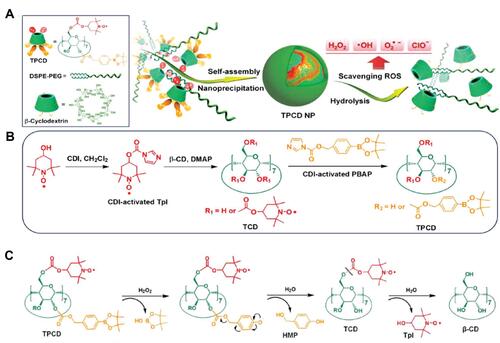 Figure 5 A superoxidase dismutase/catalase mimetic material based on functionalized β-cyclodextrin (β-CD) eliminated a broad spectrum of ROS. (A) Schematic illustration of material and nanoparticle. (B) The synthetic route of β-CD conjugated with Tempol (Tpl) and PBAP units (TPCD). (C) The mechanism for the H2O2-mediated hydrolysis of TPCD.