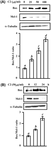 Fig. 4. The change in the protein levels of proapoptogenic Bax and antiapoptogenic Mcl-1 by C2 fraction.Notes: (A) A dose-dependent experiment. HL-60 cells (7.5 × 105/5 mL/6 cm dish) cells were treated with 0, 25, 50, and 100 μg/mL of C2 fraction for 24 h, and the whole-cell lysate was used for Western blotting analysis with the indicated specific antibodies, respectively. (B) A time-dependent experiment. HL-60 (7.5 × 105/5 mL/6 cm dish) cells were treated with 50 μg/mL of C2 fraction for 12 and 24 h, and the whole-cell lysate was used for Western blotting analysis with the indicated specific antibodies, respectively. Each value represents the mean ± S.D. of triplicate cultures. Means with differently lettered superscripts differ significantly at the probability of p < 0.05.