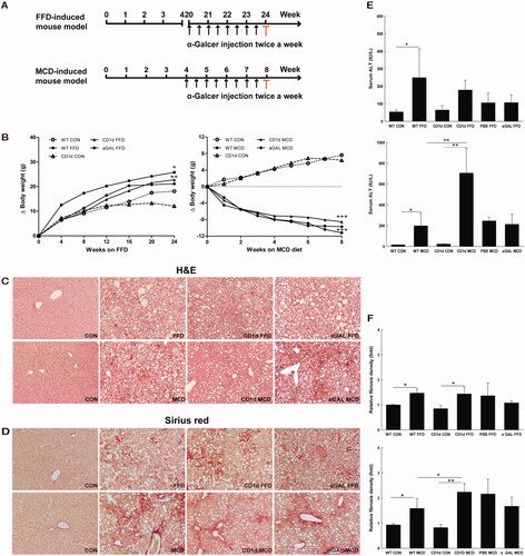 Figure 1. The MCD diet induces a higher degree of NASH and more advanced liver fibrosis than FFD in mice WT and CD1d-/- mice were fed normal diet, FFD, MCD diet, or FFD or MCD diet plus chronic intraperitoneal injection of α-GalCer (1.6 μg/mouse, twice a week for the last 4 weeks). (A) Study design of FFD- and MCD-induced mouse models. The sera and liver tissues were collected at the end of the experiment highlighted by red colour. (B) Gain of body weight in WT or CD1d-/- mice fed normal diet, FFD or MCD diet, (C) Hematoxylin-Eosin staining, (D) Sirius red staining (10 × magnification), (E) ALT levels and (F) Fibrosis quantification by morphometric analysis were performed. The results of fibrosis quantification were expressed as fold change relative to WT control chow-fed mice (n = 5 per group). *p <.05, **p < .01 versus the respective control group.