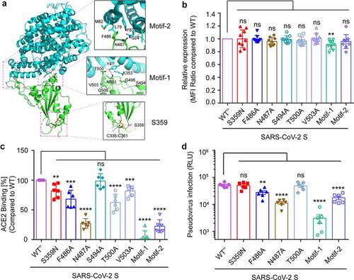 Figure 7. Functional and structural insights into S359N variant of SARS-CoV-2 S glycoprotein