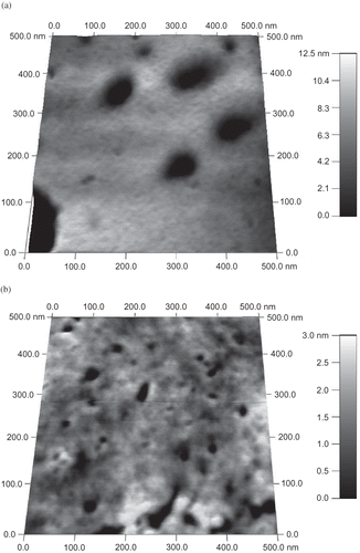 Figure 3 AFM images of (a) non-irradiated gliadin and (b) irradiated (10 kGy) gliadin at 500 nm showing changes in surface topography.