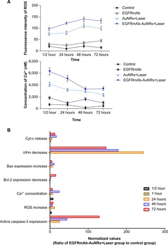 Figure 4 (A and B) Effects of EGFRmAb-AuNRs+Laser treatment on caspase-3, Bax, ROS, Ca2+, ΔΨm, and Bcl-2 in Hep-2 cells.Note: Results represent one of three replicates.Abbreviations: ΔΨm, change in mitochondrial membrane potential; AuNRs, gold nanorods; Bax, Bcl-2-associated X protein; Bcl-2, B-cell lymphoma 2 protein; Cyt-c, cytochrome c; EGFRmAb, anti-EGFR monoclonal antibody; ROS, reactive oxygen species.
