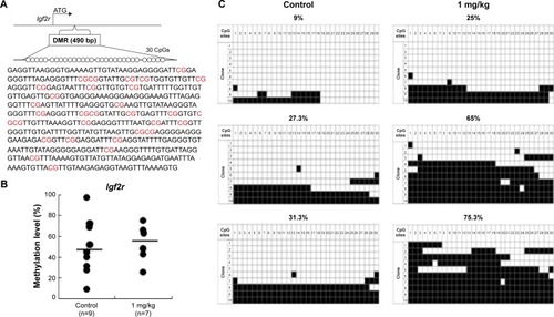 Figure 9 Analysis of control and AgNP-exposed placentas indicated that exposure increased methylation of the Igf2r gene.Notes: The Igf2r DMRs are depicted in (A), including the sequences analyzed in the (B) pyrosequencing and (C) bisulfite sequencing assays. (A) In total, 30 CpG sites (highlighted in red) located in a 490 bp region of the Igf2r DMR were assayed by bisulfite sequencing. The 30 CpGs were analyzed by pyrosequencing. (B) Pyrosequencing data for the control and AgNPs exposure are presented with the samples exhibiting black circles of Igf2r. The y-axis represents the percentage of total methylation. The black horizontal line in each exposure group indicates the average methylation. The sample sizes analyzed in each exposure group are indicated. (C) Three placentas from both the control and AgNP exposure groups were analyzed by bisulfite sequencing, and the methylation status of Igf2r is indicated. The CpG sites within DMRs are shown; filled squares denote methylated and open squares denote unmethylated. The percentages of methylation at all CpGs are indicated. The average CpG methylation levels are 45.5% in the control group and 52.7% in the AgNPs-treated group (P<0.01).Abbreviations: AgNPs, silver nanoparticles; DMR, DNA methylated region.