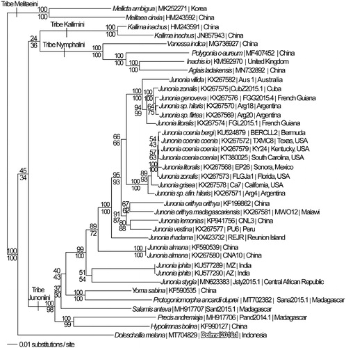 Figure 1. Maximum likelihood phylogeny (GTR + G model, G = 0. 2250, likelihood score 101051.99990) of Doleschallia melana and 37 other mitogenomes from subfamily Nymphalinae based on 1 million random addition heuristic search replicates (with tree bisection and reconnection). One million maximum parsimony heuristic search replicates produced 8 trees (parsimony score 16,612 steps) which differed only in the arrangement of three Junonia coenia mitogenome. One parsimony tree had an identical topology to the maximum likelihood tree depicted here. Numbers above each node are maximum likelihood bootstrap values and numbers below each node are maximum parsimony bootstrap values (each from 1 million random fast addition search replicates).