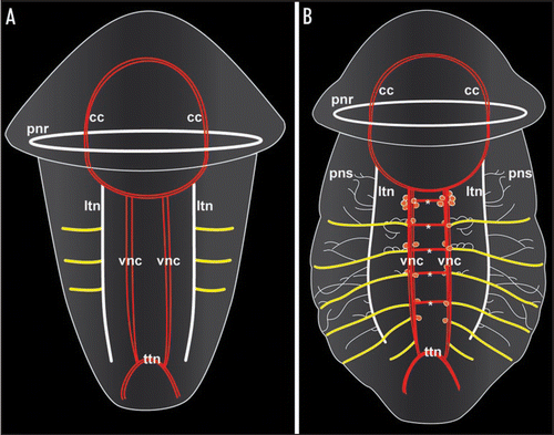Figure 1 Schematic representation of neurogenesis in the polychaete annelid Sabellaria alveolata based on serotonin immunoreactivity, revealing differences in the mode of establishment of metamery in the peripheral segmental neurons and the ventral commissures, respectively. Both aspects are ventral views with anterior facing upwards. Total length of the specimens is approximately 280 µm in (A) and 330 µm in (B). (A) Late larva with synchronously established peripheral segmental neurons (yellow). Ventral commissures and perikarya along the paired ventral nerve cord (vnc) are still lacking. The prototroch nerve ring (pnr) and the nerve ring underlying the telotroch (ttn) constitute subsets of the larval nervous system, while the circumoesophageal commissures (cc) and the longitudinal trunk neurons (ltn) are parts of the adult neural bodyplan. (B) Larva prior to metamorphosis. The ventral commissures (asterisks) of the first five segments have been established progressively, together with the paired, metameric sets of perikarya (red dots) along the ventral nerve cords (vnc). The six pairs of peripheral segmental neurons (yellow) correspond to the segments II–VII, because development of segment I is retarded in this species, resulting in development of the paired peripheral segmental neuron of this segment at a later stage. Note that ontogeny of the peripheral segmental neurons precedes development of the ventral commissures in segments VI and VII. pns - the nerves of the peripheral nervous system.
