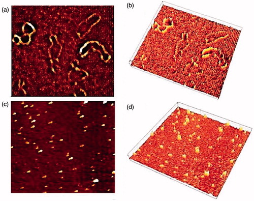 Figure 5. Visualization of NMM:pDNA and naked pDNA by AFM. (a) and (b) height image of naked pDNA and 3D rendering of AFM image, respectively; (c) and (d) height image of NMM/pDNA complexes formed at 9 N/P ratios and 3D rendering of AFM image, respectively. Each image represents a 2 × 2 mm scan. NMM: NLS-Mu-Mu; N/P ratio: nitrogen to phosphate ratio.