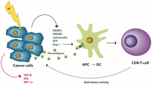 Figure 1. Mechanisms for stimulation of cytotoxic T-cells (CD8 T-cell) by radiation (IR). Immune stimulating factors marked green, inhibition marked red. After radiation tumor cells release danger or damage associated molecules (DAMPs), high mobility group B 1 (HMGB1), calreticulin, ATP and heat shock proteins (Hsp’s) together with neoantigens. The neoantigens bind to major histocompatibility complex type I (MHC1) on immature antigen presenting cells (APC) which then moves to the lymph nodes where it as dendritic cell (DC) present the neoantigens to T-cell receptors on CD8 T-cells. After stimulation, the CD8 T-cells then move systemically and can attach tumor cells with the specific neoantigens which triggered the CD8 T-cells. Tumor cells also express transforming growth factor β (TGF-β), interferons (IFN) and hypoxia inducible factor 1-α (HIF 1-α) which protects against immune control. (Illustration: Kristin Risa).