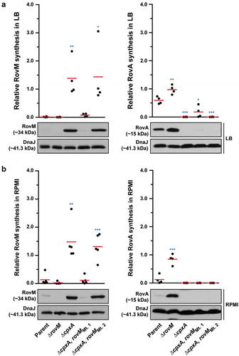 Figure 7. Mutation of the box 1 binding site effects rovM promoter responsiveness to active CpxR~P. Protein levels were analysed from lysed bacterial samples previously grown in LB (A) or RPMI (B) media at 26°C until late stationary phase. Protein samples were separated on a 12% (RovM) or 15% (RovA) acrylamide SDS-PAGE and specific proteins were identified using a western immunoblot and detection analysis with polyclonal rabbit antiserum raised against RovM and RovA. DnaJ served as a protein loading control. The indicated immunoblots stem from one independent experiment. The molecular weights shown in the parenthesis are deduced from primary sequence. Strains: parent, YPIII/pIB102; rovM null mutant, YPIII171/pIB102; cpxA null mutant, YPIII07/pIB102; cpxA null mutant, rovM(Mt. 1), YPIII177/pIB102; cpxA null mutant, rovM(Mt. 2), YPIII179/pIB102. ImageJ software was used to quantify from at least four independent experiments the levels of RovM and RovA relative to the levels of DnaJ. Results from this analysis are represented in a scatter plot with each dot indicating data derived from a single independent experiment. The mean value from all independent experiments is indicated by a red line. Differences with a P value of <0.05, < 0.01 or < 0.001 were considered significantly different from parent and are indicated by a blue-coloured single (*), double (**) or triple (***) asterisk situated immediately above the respective data points on the scatter plot.