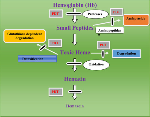 Figure 1 Targets of proteases and amino peptidase, malaria parasite detoxification mechanism.