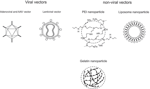 Figure 2. Viral and non-viral vectors for renal fibrosis in vivo.TNF: tumor necrosis factor; IL: interleukin; NF-κB: nuclear factor-kappa B.