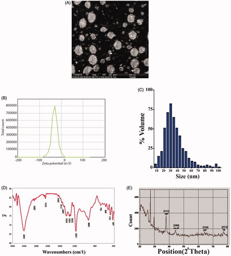 Figure 2. Morphological and structural characters of silver nanoparticles (AgNPs). (A) Scanning electron microscopy image of AgNPs. (B) Zeta potential of AgNPs. (C) DLS analysis of prepared AgNPs. (D) FTIR of AgNPs. (E) XRD pattern of AgNPs.