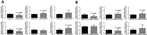 Figure 7 Effect of ARID4B knockdown on expression of the indicated mRNAs. (A and B) RT-qPCR analysis of expression of the indicated mRNAs in LN229 and GBM8401 cells. Data are presented as the mean ± s.d.; n = 3; *P < 0.05, **P < 0.01, ***P < 0.001 vs the control shLuc group.