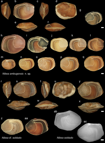 Figure 12. Sciaenidae. a-f: Nibea ambugensis from AH (holotype - NHMUK PV P 76664), posterior (a), inner (b), anterior (c), external (d), dorsal (e) and ventral (f) views; g-q: N. ambugensis specimens from different sizes and localities in inner views. g - from JPB (GUBD V0219), i – from Ker (GUBD V0220), l – Dad (GUBD V0221), h, j, k, m-q from AH (NHMUK PV P 76665-72); r-z: Nibea cf. soldado from AH, specimen-1: anterior (r), inner (s), posterior (t), external (u), dorsal (v) and ventral (w) views (NHMUK PV P 76673), specimen 2: anterior (y) and dorsal (x) views (NHMUK PV P 76674), specimen 3 inner (z) view (NHMUK PV P 76675), aa: Nibea cf. soldado from Ker (GUBD V0224); ab-ac: Nibea soldado modern specimen from Brunei (GSCN4051, TL: 19.7cm and GSCN4053, TL:20.6 cm), inner view. Scale bar: 1mm.