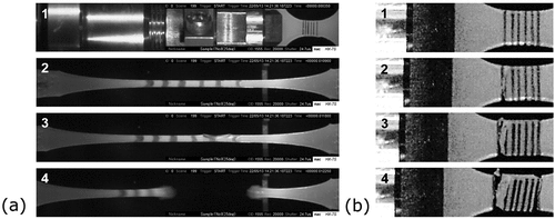 Figure 9. Deformation of PUC1 during high-speed tensile tests: (a) RT and (b) −40°C.