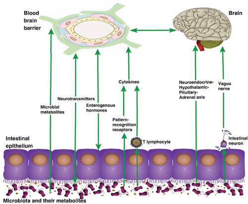 Figure 2 Pathways of the effects of gut microbiota on the blood–brain barrier. The gut microbiota can affect the structure and function of the blood–brain barrier through various pathways, such as their metabolites, and the nervous, endocrine, and immune systems.
