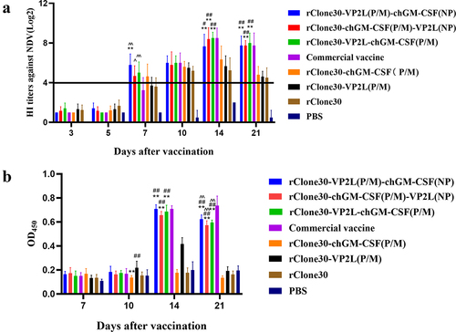 Figure 4. Detection of anti-ndv and anti-ibdv antibody titre. (a) The anti-ndv antibody in the serum of chickens at 3, 5, 7, 10, 14, and 21 days after the first immunization was determined by HI test. (b) The anti-ibdv antibody in the serum of chickens at 7, 10, 14, and 21 days after the first immunization was measured by ELISA. Values are expressed as mean ±SD; **p < 0.01 versus rClone30-VP2L (P/M) virus-treated SPF chickens; #p < 0.05, ##p < 0.01 versus rClone30-chGM-csf (P/M) virus-treated SPF chickens; ^p < 0.05, ^^p < 0.01 versus commercial vaccine-treated SPF chickens.