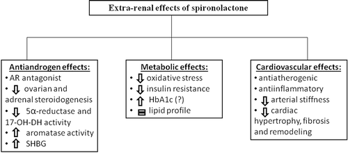 Figure 1. Extra-renal effects of spironolactone. The different actions of spironolactone are complex, being mediated not only by the direct antagonism of aldosterone and androgen receptors, but also indirectly through the reduction of hyperandrogenism and systemic inflammation. AR: androgen receptor; 17-OH-DH: 17-hydroxysteroid dehydrogenase; SHBG: sex hormone binding globulin; HbA1c: glycated haemoglobin.