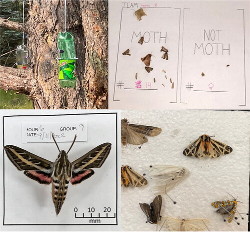 FIGURE 2: Results of moth collection. Examples of student moth collections by sixth- and eighth-grade students. Clockwise from top left: placement of two moth traps to compare bottle colors as a student research question; sorting and counting the abundance of moths and “not moth” insects; pinned moths from a trap; hawk moth pinned and displayed.