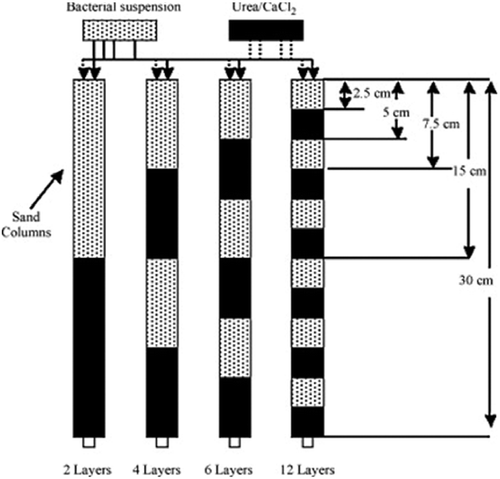 Figure 2 Diagram of bacteria placement by introducing different numbers of alternating layers (bacterial suspension/CaCl2 + urea). © [Elsevier]. Reproduced by permission of Cheng and Cord-Ruwisch (Citation2012). Permission to reuse must be obtained from Elsevier.