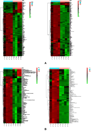 Figure 11 Heatmap showing metabolic pathways of the three groups of intervertebral disc (A) cations. (B) Anions.