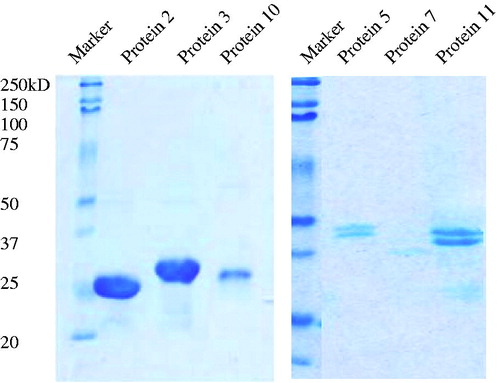 Figure 1. SDS Page analysis of the purity of the protein. Recombinant proteins (2 and 3) produced by Escherichia coli were purified by His-Trap from GE in the native condition. The other proteins (5, 7, 10, and 11) were purified via the denature method.