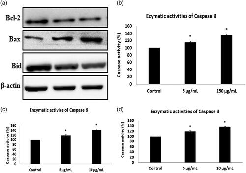 Figure 7. AuNPs from A. sessilis induces apoptotic morphological changes in HeLa cervical cancer cell lines. (A) Western blotting images for Bax, Bid and Bcl-2 protein expression in AuNPs-treated HeLa cells. (B–D) Colorimetric assay for caspase 8,9 and 3 activity expression in AuNPs treated HeLa cells.