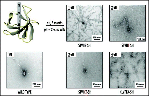 Figure 2 Amyloid formation by the different N-terminus α-SH3 variants. All the proteins were incubated under similar conditions (pH 2.6, c ∼ 300 µM, t = 3 months and room temperature). 2-SH was assayed only at the lowest concentration (c ∼ 100 µM) because of solubility problems. r.t.: room temperature. Adapted from Esteras-Chopo et al, 2005 © by The National Academy of Sciences of the USA.
