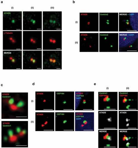 Figure 2. ATAD5 is localized at the base of mother and daughter centrioles that undergo duplication.