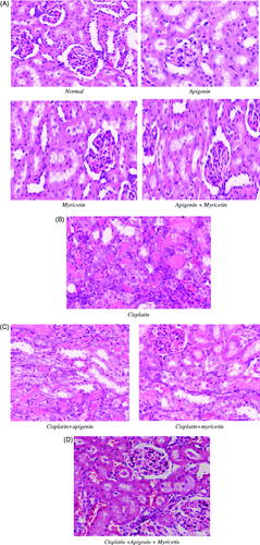 Figure 6. (A) Photomicrographs stained with hematoxylin and eosin from mice kidney sections of normal control, apigenin, myricetin and their combination. These sections showed normal renal histological picture. (B) Photomicrographs stained with hematoxylin and eosin from mice kidney sections of Cisplatin-treated group showing extensive tubular necrosis, tubular dilatation, vacuolization and cast formation. (C) Photomicrographs stained with hematoxylin and eosin from mice kidney sections of Cisplatin-treated groups with apigenin and myricetin displaying remarkable improvement in the histological appearance. (D) Photomicrographs stained with hematoxylin and eosin from mice kidney sections of Cisplatin-treated groups with apigenin and myricetin combination showing nearly normal histological appearance.