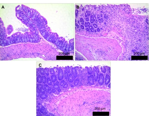 Figure 3 Hematoxylin and eosin stained representative photomicrographs for colonic histology observed in mice.