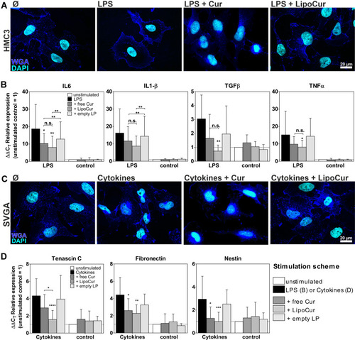 Figure 4 Effects of liposomal and free curcumin on experimental models of neuroinflammation (A, B) and reactive gliosis (C, D). (A) Upon stimulation with 100 ng/mL LPS for 24 h, HMC3 cells showed the typical amoeboid morphology of reactive microglia, which could be alleviated by pre-incubation with 0.01 µM free (Cur) or liposomal curcumin (LipoCur). Representative images of n = 2 independent stimulations, scale bar indicate 20 µm. (B) Stimulation with 100 ng/mL LPS for 24 h also induced expression of pro-inflammatory cytokines IL6, IL1β, TNFα and TGFβ, as monitored by qPCR. These effects could be reduced by pre-incubation with 0.01 µM curcumin and, in trend even more effective, by corresponding amounts of LipoCur. Please note that due to high variations of LPS-induced cytokine expression curcumin and LipoCur mediated reduction is not always significant, but trends can be seen for all investigated cytokines. Graphs show ΔΔCT values representing the n-fold expression in comparison to unstimulated controls. In non-inflammatory conditions (without LPS stimulation), neither curcumin, nor LipoCur, nor empty liposomes induced any changes in expression of these genes. (C) Stimulation with a combination of IL1β, TNFα and TGFβ (10 ng/mL each) for 24 h served to induce activation of human astrocyte cell line SVGA. Cells show nuclear deformations as a sign of cellular stress. Effects were almost completely abolished upon pre-incubation with 0.01 µM free curcumin or LipoCur. Representative images from n = 2 experiments, scale bar indicates 20 µm. (D) As representatives for reactive astrogliosis associated genes, expression of nestin, tenascin C and fibronectin was analyzed by qPCR and found to be induced upon stimulation with IL1β, TNFα and TGFβ (10ng/mL each) for 24 h. These effects were significantly alleviated by pre-incubation with 0.01 µM curcumin or LipoCur. LipoCur showed higher significance levels compared to soluble curcumin and was in case of tenascin C even significantly more effective. In “normal” conditions (without cytokine stimulation), neither curcumin, nor LipoCur, nor empty liposomes induced any changes in expression of these genes. Shown are mean values ± SD from n = 5–15 independent experiments, asterisks indicate significant changes of stimulations compared to LPS control (B) and cytokines (D) or between the groups under the brackets. Data have been analyzed by Two-Way-ANOVA followed by Bonferroni’s multiple comparison test (*p<0.05, **p<0.001, ***p<0.001, ****p<0.0001).