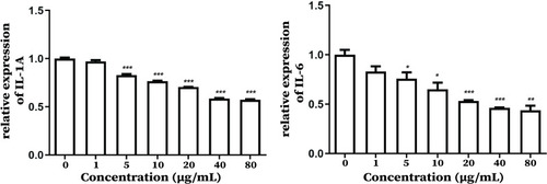 Figure 6 Real-time PCR analysis for pro-inflammatory factors (IL-1β and IL-6) genes expression in activated RAW264.7 cells not pretreated or pretreated with CA at different concentrations. *P<0.05 was considered statistically significant. ** represented P<0.01, *** represented P<0.001.