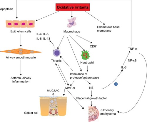 Figure 3 Mechanisms of oxidative stress injuries in COPD.