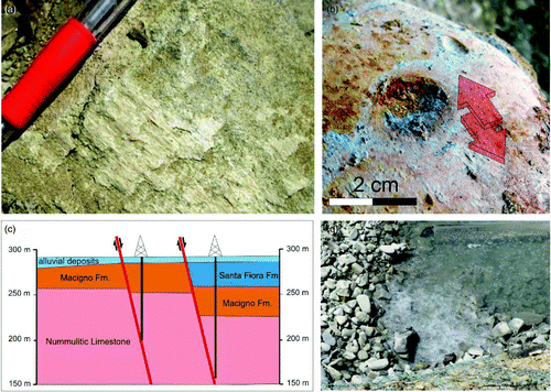 Figure 4. Structural features of the normal fault crossing the study area paleovalley. (a) Fault plane in sandstone (Macigno Fm.) and related kinematic indicators consisting of superposed generations of calcite fibers; (b) Tectonic striations (red arrow) caused by intra-clast shearing induced by tectonic displacement; (c) Well-core data showing bedrock displacement affected by the fault in the Castello di Montalto area; and (d) Natural CO2 emissions along the Ambra Creek.