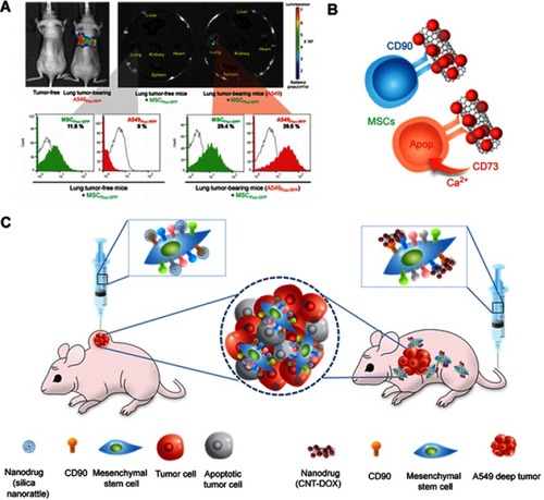 Figure 6 Mesenchymal stem cell (MSC) as a chemotherapeutic carrier. (A) Lung tumor homing ability of MSCs (B) Schematic figure of CD73 or CD90 conjugation to MSCs (C) Schematic figure of silica nanorattle conjugated MSC in xenograft model and nanodrug conjugated MSC for A549 deep tumor treatment. Reproduced from Kim SW, Lee YK, Hong JH, et al. Mutual destruction of deep lung tumor tissues by nanodrug-conjugated stealth mesenchymal stem cells. Adv Sci (Weinh). 2018;5(5):1700860.Citation24