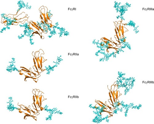 Figure 2 Human FcγRs are complex glycoproteins.Notes: FcγR ectodomains were modeled with N-glycans on each glycosylation site for each receptor, taking into account glycan size and composition, torsion angles and free energies. The N-glycans (shown in cyan) were modeled based on identified glycans from FcγRs (shown in gold) produced in recombinant systems such as NS0, CHO and HEK293 systems.Citation43,Citation47,Citation50 In the case of FcγRIIIa, site-specific glycosylation studies were performed by Zeck et al,Citation47 and this information was used to build the glycans shown on the Asn 162 site located at the binding interface with IgG. For the remaining receptors, no site-specific analysis was available, and in these cases the most abundant glycans identified from the recombinant sources were used to model N-glycosylation for these receptors. FcγRI has an extra D3 domain, which contributes to its high-affinity nature, and this domain also contains two glycosylation sites. The glycan compositions modeled onto each N-glycosylation site for each FcγR are named according to the Oxford notation (https://glycobase.nibrt.ie/glycobase/show_nibrt.action)Citation86 and are as follows: FcγRI: Asn 59 (Man 5), Asn 78 (FA2G2S1), Asn 152 (FA2GN2S2), Asn 159 (Man 6), Asn 163 (FA2G2), Asn 195 (FA2G1GN1), Asn 240 (FA2BG2). FcγRIIa: Asn 64 (FA2G2S1), Asn 145 (FA2BG2). FcγRIIb: Asn 66 (FA2G2S1), Asn 147 (FA2BG2). FcγRIIIa: Asn 38 (FA2G2S1), Asn 45 (FA2G2), Asn 74 (FA4G4S4), Asn 162 (FA2G2), Asn 169 (FA2BG2). FcγRIIIb: Asn 35 (FA2GalNAc2S2), Asn 42 (Man 5), Asn 61 (FA2G2S1), Asn 71 (FA3G2), Asn 159 (FA2BG1), Asn 166 (FA2BG2). PDB accession numbers used to build the models were as follows: FcγRI: 4×4m, FcγRIIa: 1fcg, FcγRIIb: 2fcb, FcγRIIIa: 3ay4, FcγRIIIb: 1e4j.Abbreviations: FcγR, Fc gamma receptor; IgG, immunoglobulin G; PDB, Protein Data Bank.