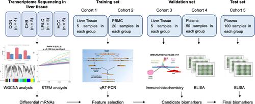 Figure 1 Overall experimental design for plasma biomarker discovery and validation.