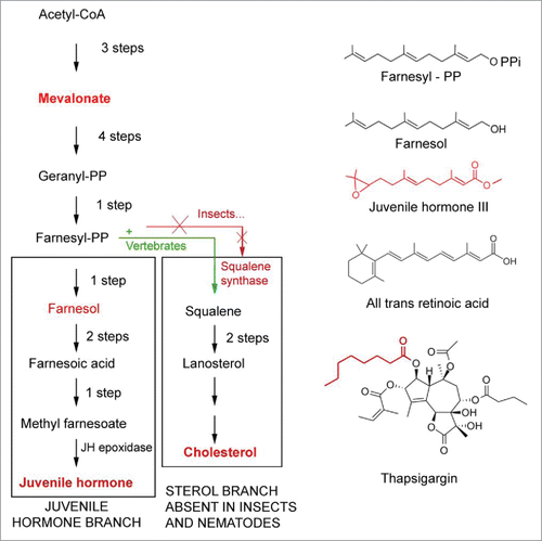Figure 7. Comparison of the mevalonate biosynthetic pathways in insects and vertebrates. Modified after.Citation15,58,79 Insects do not have the gene coding for squalene synthase. As a result, they cannot synthesize cholesterol by themselves. Some chemical structures of endogenous sesquiterpenoids, retinoic acid and the SERCA-pump blocker thapsigargin (which is also a sesquiterpenoid) are also represented.