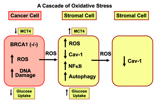 Figure 14. Epithelial loss of BRCA1 induces hydrogen peroxide production, driving oxidative stress and NFκB activation in the tumor stroma. A schematic diagram summarizing our current findings is shown. Our results directly show that BRCA1 normally functions as an antioxidant that prevents hydrogen peroxide production. When BRCA1 is lost or inactivated, this leads to increased hydrogen peroxide production, which results in DNA damage in cancer cells. However, cancer cell-derived hydrogen peroxide also has paracrine effects on adjacent stromal fibroblasts, which converts them to a more catabolic phenotype. Catabolic cancer-associated fibroblasts then produce more ROS and undergo autophagy and mitophagy (due to NFκB activation), leading to the loss of Cav-1 (via autophagic digestion) and MCT4 upregulation (reflecting the onset of oxidative stress and glycolysis, due to mitochondrial dysfunction). Finally, the catabolic fibroblast phenotype is contagious and spreads to other neighboring fibroblasts, via more ROS production, leading to Cav-1 downregulation in normal adjacent fibroblasts. This explains the “field effect,” also known as “field cancerization.” It represents a field or cascade of oxidative stress.