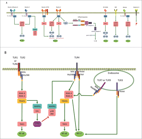 Figure 1. Overview of PRRs for C. albicans recognition. Recognition of C. albicans is mainly mediated by Toll-like receptors (TLRs) and C-type lectin receptors (CLRs). (A) The recognition of C. albicans by some CLRs can stimulate receptor phosphorylation and recruitment of the spleen tyrosine kinase (SYK). The association of dectin-1 with SYK activates assembly of the CARD complex (CARD9, BCL-10 and MALT-1). This results in the release of NF-κB. Syk activation also induces the noncanonical NF-κB pathway mediated by NF-κB-inducing kinase (NIK). Only the Dectin-1 and DC-SIGN recruit Ras for signal transducing, which leads to the release of NF-κB. Dectin-1 recognition of C. albicans can also activate the NLRP3 inflammasome through a mechanism that involves Syk and ROS. (B) The recognition of C. albicans by some TLRs can stimulate MyD88-dependent or TRIF-dependent pathways, leading to the release of NF-κB or the activation of IRF3/7.