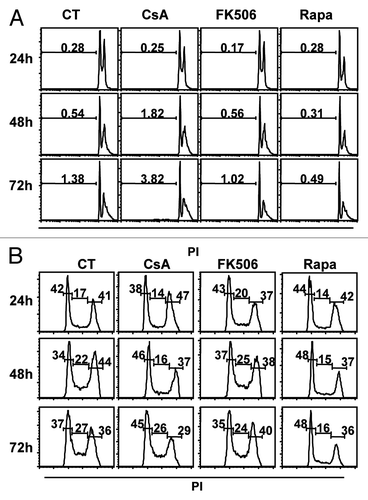 Figure 4. Treatment with CsA and Rapa does not induce cell death but leads to a small delay in cell cycle progression. Analysis of total DNA content of CACO-2 cells cultured in control conditions or treated with CsA (2 μM), FK506 (2 μM) or Rapa (20 nM). At indicated time-points cells were collected and their nuclei DNA content analyzed by propidium iodine (PI) staining and FACS in logarithmic scale to favor SubG0 (A) or in linear scale to favor 2–4 n DNA content analysis (B). Data are representative of six independent experiments.