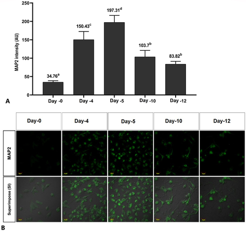 Figure 2 MAP2 intensity on the cell culture. (A) Cell culture on day 5 shows the highest MAP2 expression compared to other groups, (B) fluorescent imaging shows the highest MAP2 intensity on day 5. The abcd notation indicates statistical differences between groups. The same notation indicates no significant difference. Description: Superimpose (SI): description of the combined observations of MAP2 and DIC (differential interference contrast) observations. Magnification: 400X.