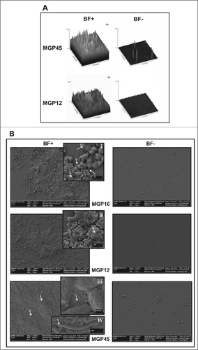 Figure 2. Microscopy analysis of E. coli isolates. Biofilm formation of the indicated E. coli isolates grown in static conditions for 48 h in M63 medium in BF+ and BF– conditions was analyzed (A) by CLSM and represented by 3-dimensional reconstruction of biofilm image or (B) by SEM microscopy, magnification: 5,000x. Inserts i and ii, 30,000x; insert iii, 80,000x; insert iv, 20,000x. Data are representative from 2 independent experiments.
