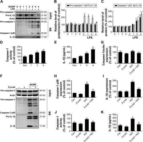 Figure 5 NiONPs induce caspase-1-dependent cytokine secretion in RAW264.7 cells.Notes: (A–C) The pro-caspase-1 and pro-IL-1β levels in cell lysates (input) and processed caspase-1 and IL-1β levels in culture SNs after treatment with different doses (0 µg/cm2, 1 µg/cm2, 2 µg/cm2, and 4 µg/cm2) of NiONPs were analyzed by Western blotting. (D) Caspase-1 activity in RAW264.7 cells. (E) Detection of IL-1β expression in the SN by ELISA. *P<0.05 vs the control group, and #P<0.05 in comparison with the respective unprimed macrophages. (F–I) The pro-caspase-1, pro-IL-1β, and processed caspase-1 and IL-1β expression levels, (J) caspase-1 activity, and (K) IL-1β release in mouse macrophages stimulated (or not) with NiONPs in the presence (or not) of z-yvad-fmk. Data are presented as mean ± SEM from three independent experiments. *P<0.05, **P<0.01 vs the control group, and #P<0.05 in comparison with the respective unprimed macrophages.Abbreviations: ELISA, enzyme-linked immunosorbent assay; IL, interleukin; LPS, lipopolysaccharides; NiONP, nickel oxide nanoparticle; SEM, standard error of the mean; SNs, supernatants.