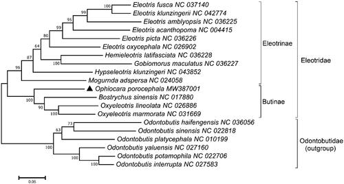 Figure 1. A phylogenetic tree of 14 mitogenomes in the family Eleotridae. Tree was constructed by the maximum-likelihood (ML) algorithm with 1000 bootstrap replicates. Several species in the Odontobutis were used as the outgroup members and the currently determined Ophiocara porocephala is marked by a black triangle.