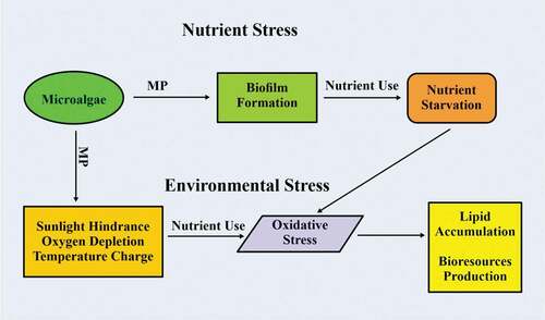 Figure 1. Stress induce on microalgae by MP.