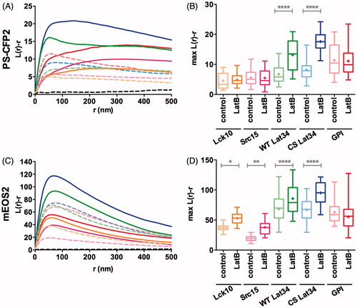 Figure 5. Actin depolymerisation differentially affects clustering of membrane anchors fused to PS-CFP2 and mEOS. To depolymerize actin, cells were treated with 5 μM Latrunculin B (LatB) for 5 min. (A, C) Ripley’s K-function curves of PS-CFP2 (A) and mEOS2 (C) tagged to Lck10 (orange), Src15 (pink), WT Lat34 (green), CS Lat34 (blue) and GPI-AP (red) plotted against the radius (r) of concentric circles centered on each molecule. Dashed lines show Ripley’s K-function curves in untreated control cells; solid lines are Ripley’s K-function curves LatB-treated cells. 99% confidence intervals of random distributions of simulated data are indicated by black dashed line. (B, D) Maxima of Ripley’s K-function curves at a radius of r = 50 nm of PS-CFP2-tagged (B) and mEOS2-tagged (D) membrane anchors of Lck10 (orange), Src15 (pink), WT Lat34 (green), the palmitoylation deficient mutant CS Lat34 (blue) and GPI-AP (red). The box extends from the 25th to the 75th percentile. The whiskers show the minimum and the maximum values, horizontal lines indicate the median and (+) indicate means. *p < 0.05, **p < 0.01, ****p < 0.0001 (one-way analysis of variance [ANOVA]). Data are from two independent experiments with a total of 9–17 cells.