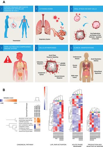 Figure 3 (A) Six steps Illustrations of the molecular mechanisms of the host immune response to SARS-CoV-2 infection showing the entry of inhaled SAR-CoV2 into the respiratory epithelium (step 1). The acute viral infection triggers responses from a large number of pro-inflammatory cytokines (step 2) and as the virus attacks the host cells (step 3) and releases more viral particles into the circulation, triggering different molecular responses and compromising the host immune system (step 4) through multiple biological pathways (step 5). These pathways might be implicated in the different clinical manifestations of the disease as well as modulating the severity of symptoms or controlling cytokine release in response to viral infection (step 6). (B) Comparison of the canonical pathways from the different pairwise analyses of COVID-19 patients. Overexpression changes are more notable between severe and asymptomatic COVID-19 pairs than in mild or moderate pairs with asymptomatic disease. Hierarchical cluster analysis using the expression dataset of differentially expressed proteins that were implicated in three of the top canonical pathways including LXR-RXR activation, acute-phase reaction and production of nitric oxide and reactive O2 respectively. Asymptomatic and moderate cases showed remarkably similar heat map patterns while recovered severely ill and deceased severely ill were distinctively different. The heat map shows the relative amounts of proteins by color as either upregulation with positive z-scores in red or downregulation with negative z-scores in blue using Qlucore Omics Explorer version 3.7 (Lund, Sweden).